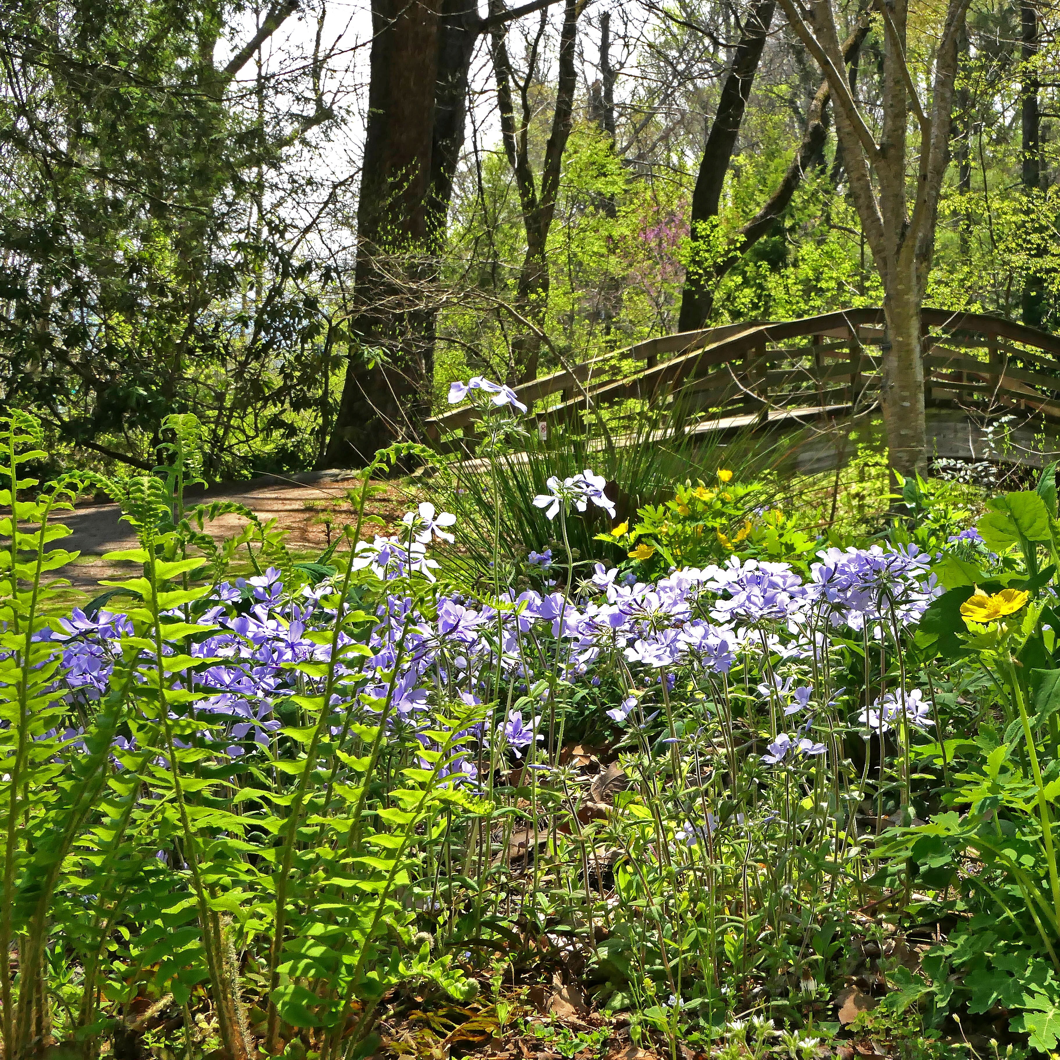 From Lawn to Meadow (Part II): Establishment, Maintenance & Long-Term Success with Nathan Buchanan - logo